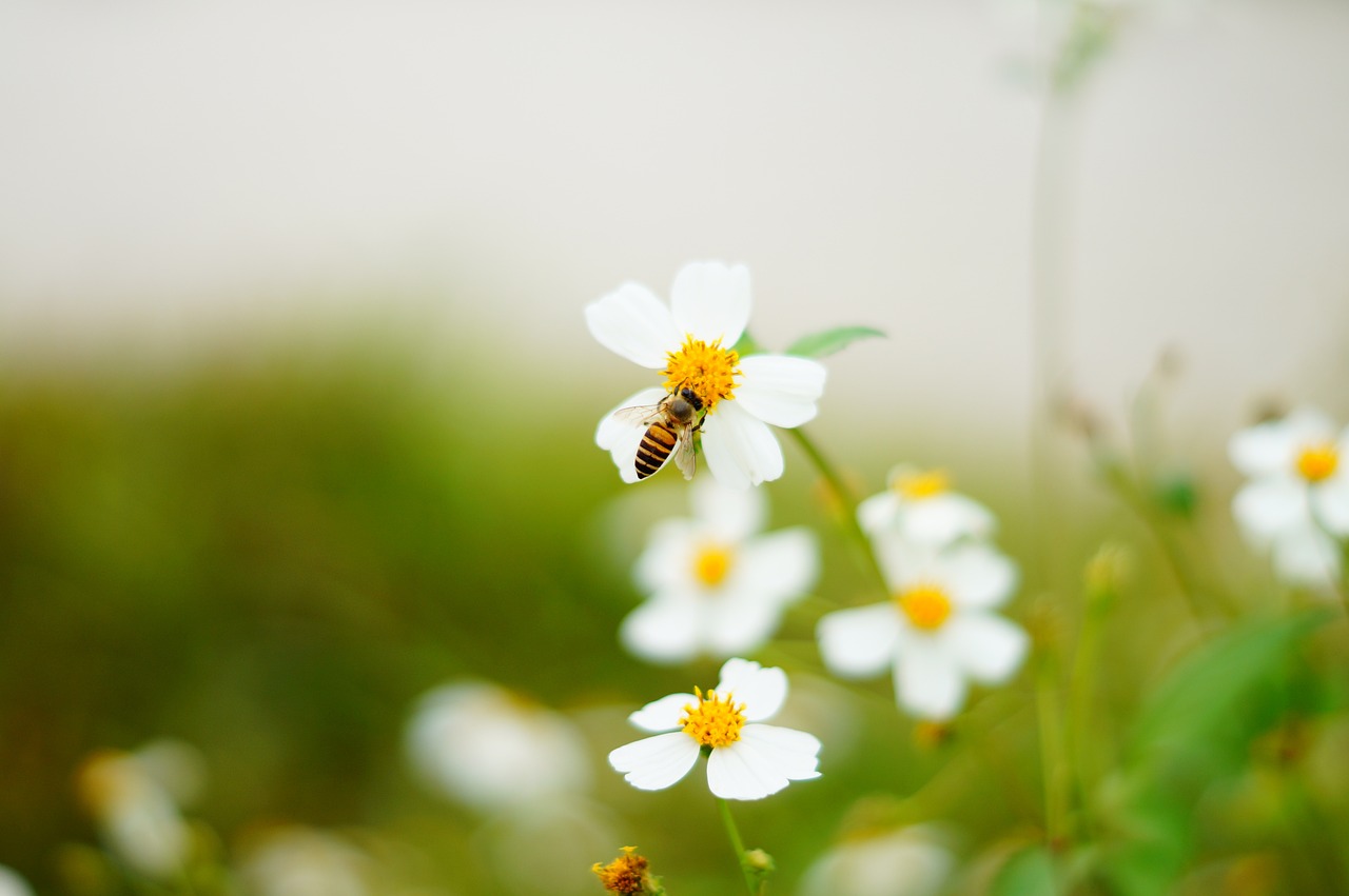 Restoring the Web: Rebuilding Degraded Ecosystems for Improved Biodiversity